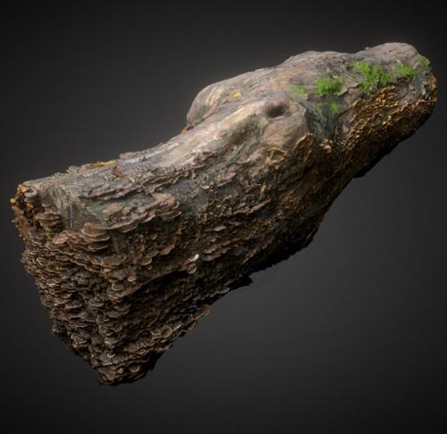 Decayed wood trunk with mushroom preview image
